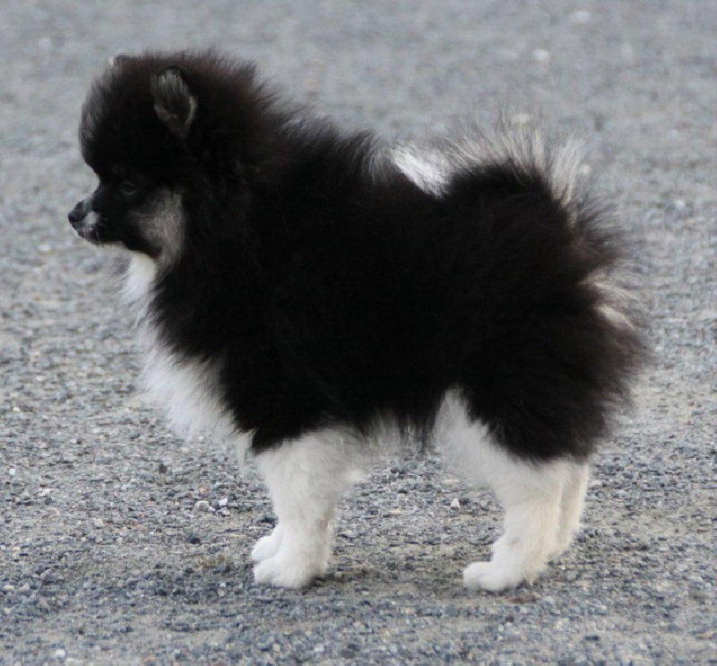 Des Tendres Moments - Spitz allemand - Portée née le 06/05/2011